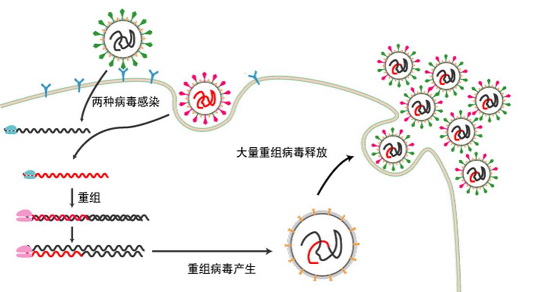 Figure-5-translation-efficiency-AT3-condons